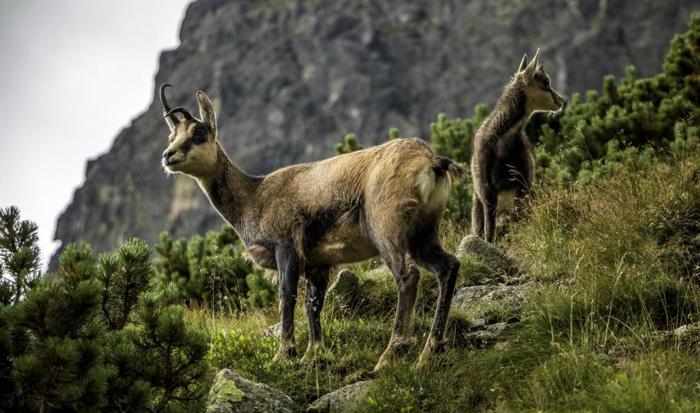 MatusDuda -  Istock -  Mère chamois et son petit;France - La traversée intégrale du Vercors - 2