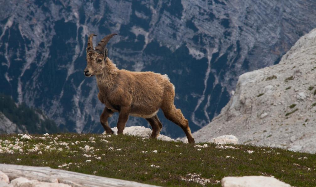 Leontiev - Elle - Unsplash - Jeune bouquetin du Triglav, Slovénie - Lacs et montagnes de Slovénie  - 4