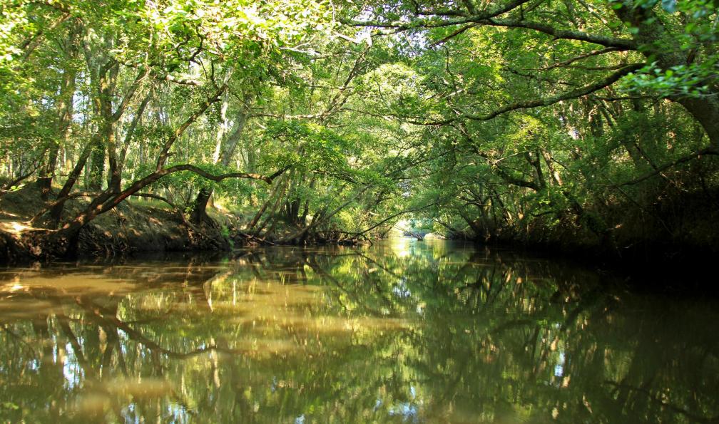 Ruiz Siba -  Brigitte -  Ado -  Arbres se réflétant dans l'eau du fleuve côtier de Leyre, Landes de Gascogne, France - Les Landes de Gascogne en famille à vélo - 5