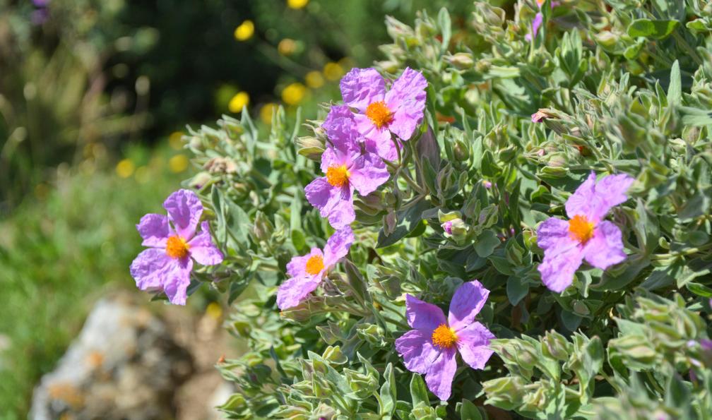 Studio Barcelona - Adobe Stock - Cistus incanus : Fleurs de rosier des rochers poussant en France - Le parc national des Calanques - 8