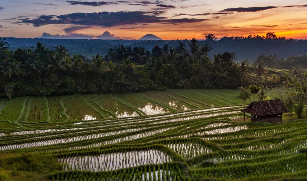 LoweStock -  istock -  Rizières à Bali, Indonésie - Du Kawah Ijen aux raies Mantas - 4