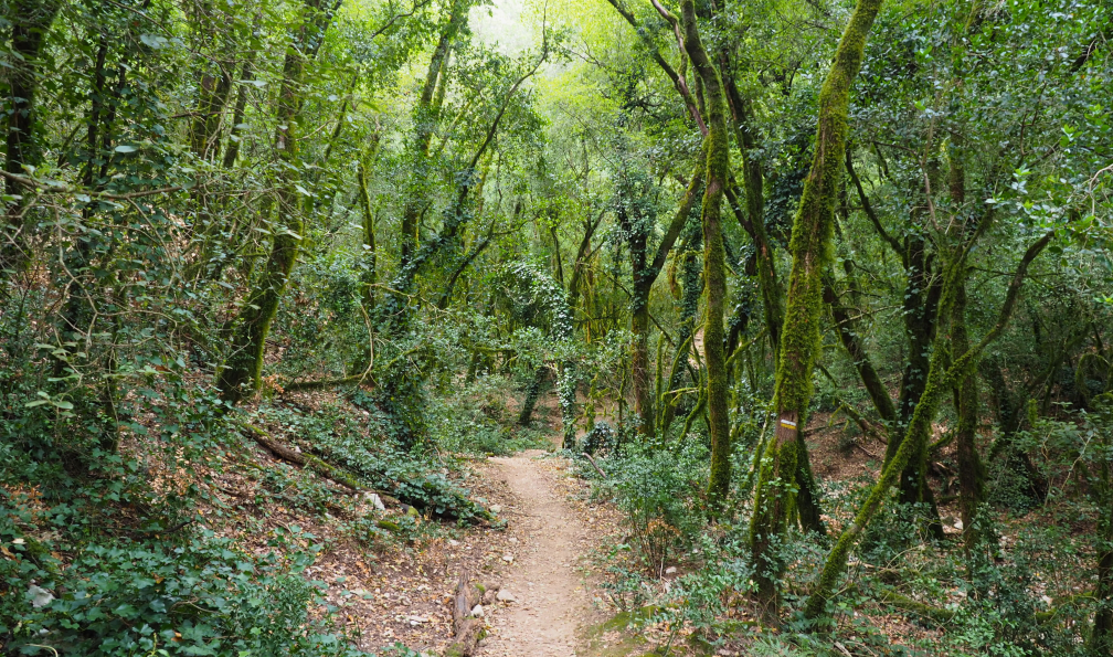Delcour - Anna - Sentier dans la forêt, Gorges de l'Ardèche, France - Ardèche : pays de caractère - 4
