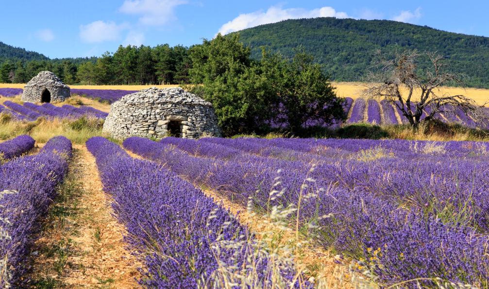 "Senanque Et Le Pays Du Luberon Au Ventoux" - Collectif - Livre En Très Bon état