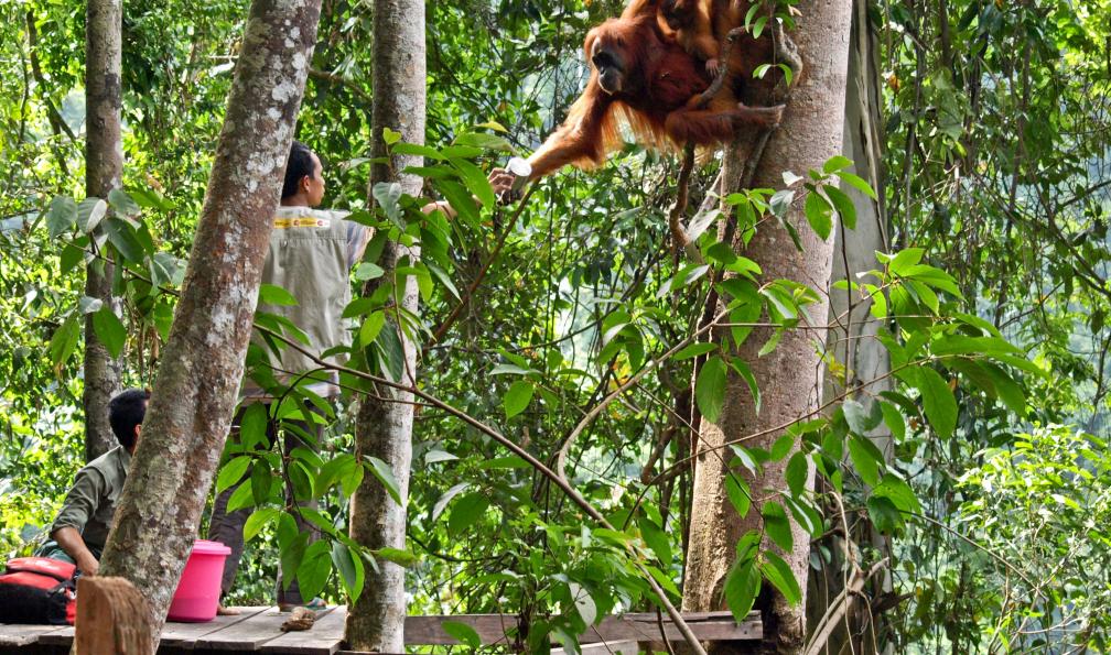 Orangs-outans et gardes du parc, Bukit Lawang, Gunung Leuser, Sumatra, Indonésie.faune - Sumatra : Orang-Outan et volcan - 5
