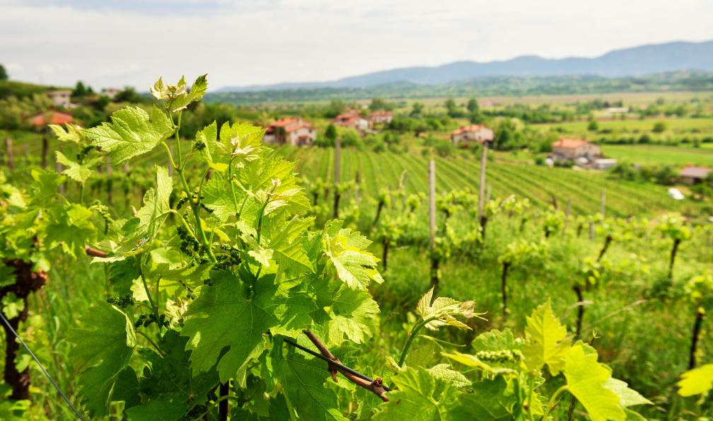 Mny-Jhee - stock.adobe.com - Vignes slovènes - Des Alpes Juliennes à l'Adriatique - 5