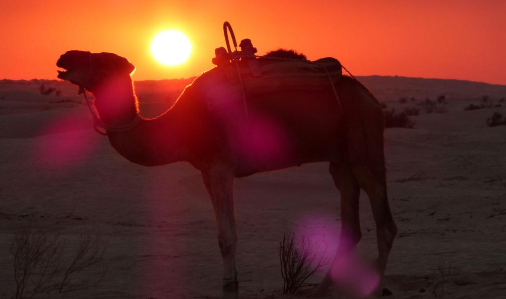 Dromadaire au coucher du soleil, Tunisie. - Sables et oasis du Sud - 5