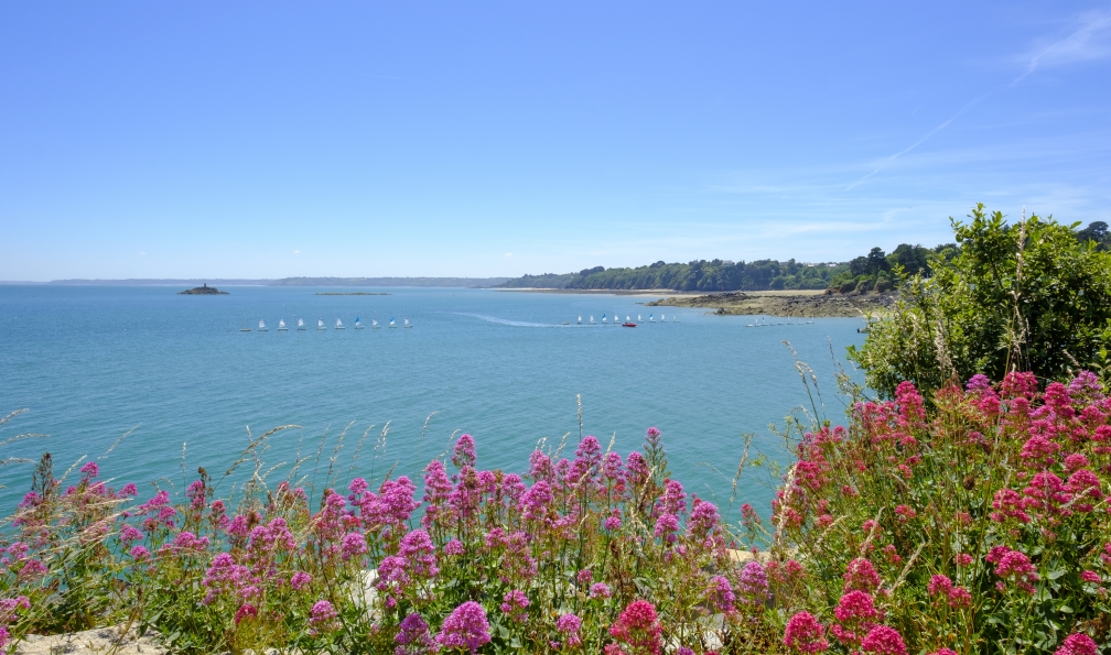 Sjo -  Istock -  Fleurs colorées sur la côte de Saint-Quay-Portrieux en Bretagne;France - De Saint-Brieuc à l'île de Bréhat - 2