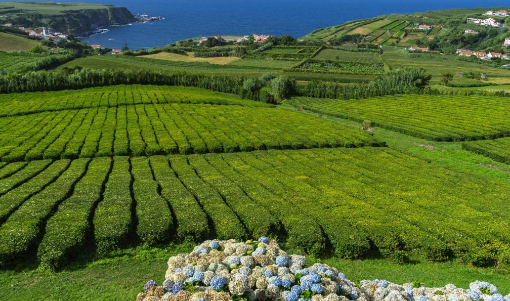 font83 -  istock -  Plantation de thé, Sao Miguel, Açores, Portugal - Le tour de Sao Miguel - 4