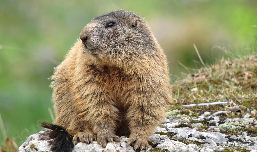 Robin - Adobe stock - Marmotte des Alpes, France - Tour du Queyras sur mesure - 15