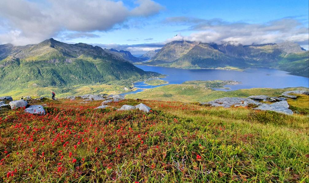 Garioud - Nadège - Randonnée sur l'île d'Austvagoya, au dessus de Sildpollnes, vue depuis Kvittinden sur les fiords, Norvège - Archipels du Nord : Lofoten, Vesterålen et Senja - 1