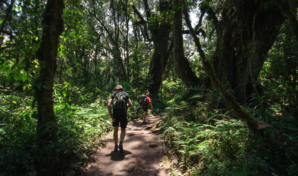 Glim -  istock -  Trekking; Kilimandjaro, Tanzanie - Objectif Kili et safaris de charme - 4