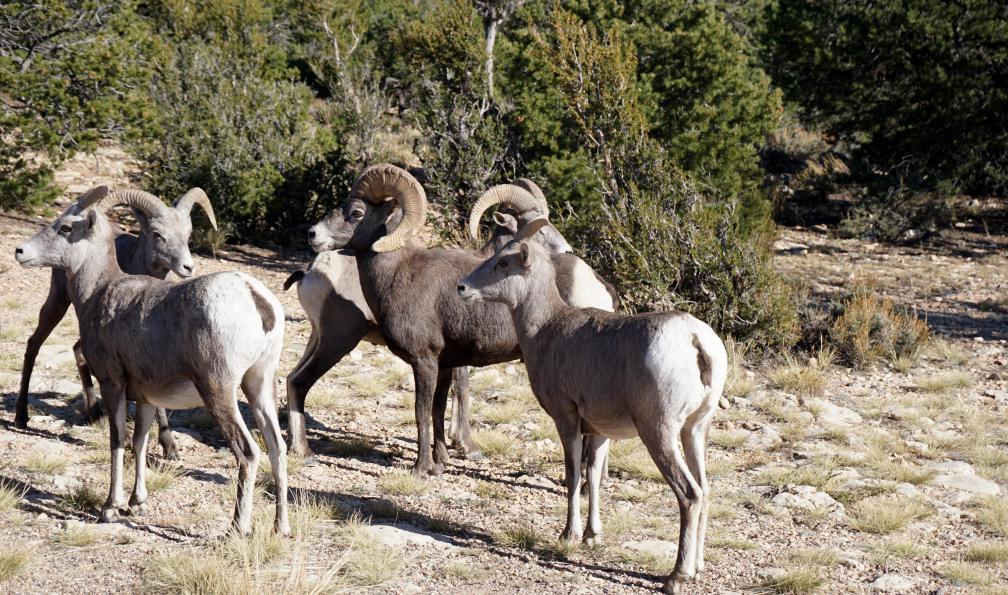 Desplanches - Elise - Mouflon et cervidés sur la rim, Parc National de Grand Canyon, Arizona, USA - L'Ouest américain en famille - 7