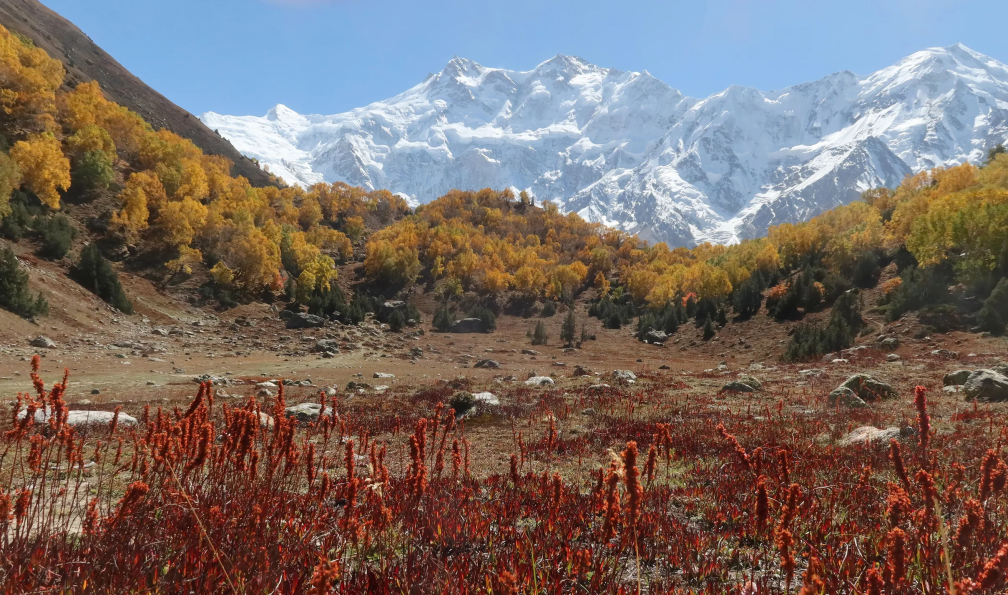 Neyret - Pierre - Prairie, couleurs d'automne et montagnes enneigées, Nanga Parbat, Pakistan - Trek autour du Nanga Parbat avec Pierre Neyret  - 2