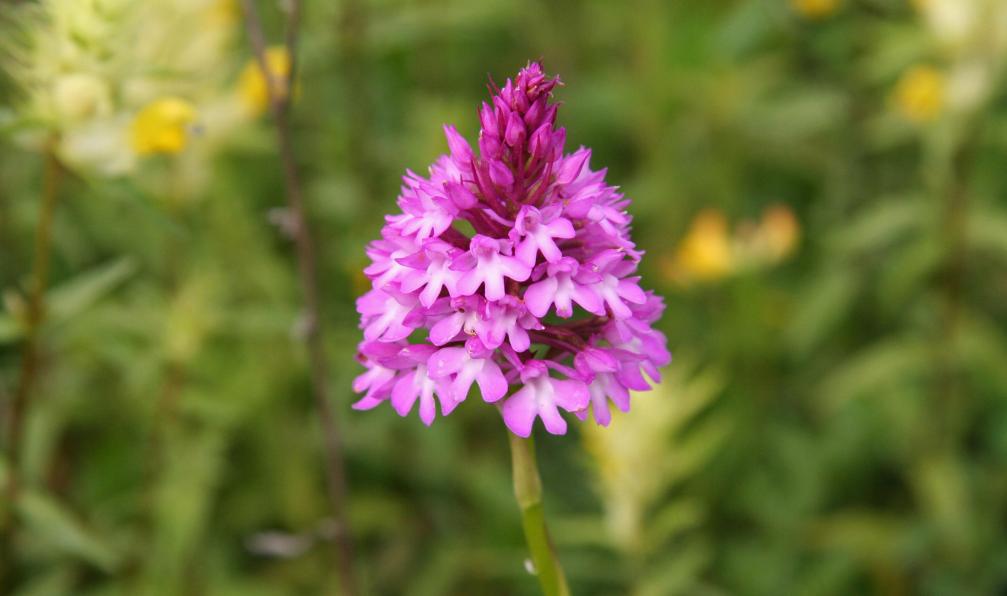 Besnard - Guillaume - Adobe Stock - Orchis pyramidal, orchidée, flore du Mercantour, Alpes, France - Mercantour, Merveilles en itinérance : 5 jours - 6