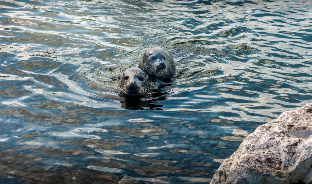 Renaud - Christian - Adobe Stock - Femelle phoque commun s'occupe de son petit dans le golf Saint-Laurent au Canada. - Québec, la belle province - 7