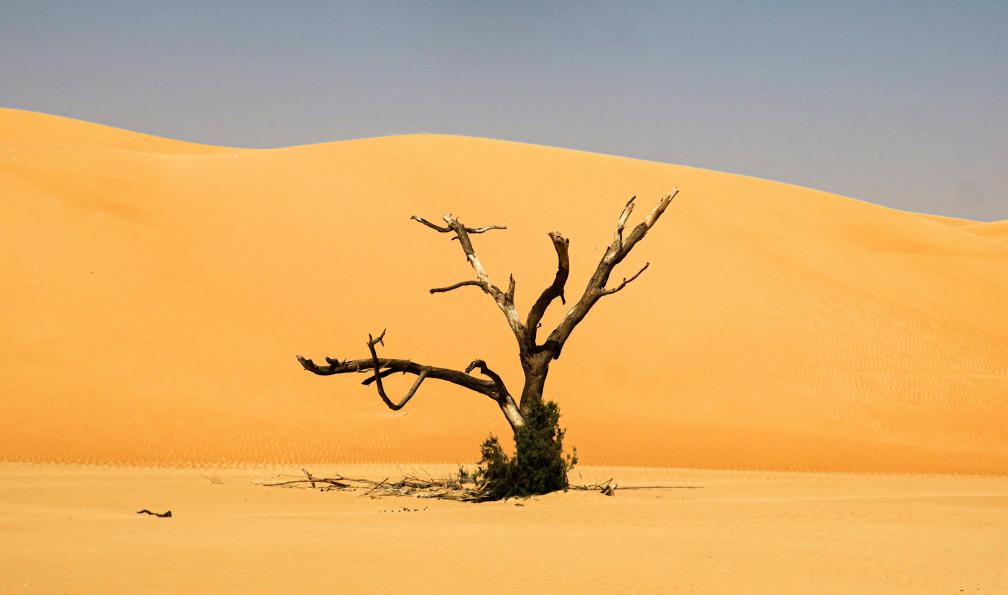 Collignon - Yoan - Arbre dans les dunes de Timinit, Mauritanie - Adrar hors du temps: de Maaden à la vallée Blanche - 6