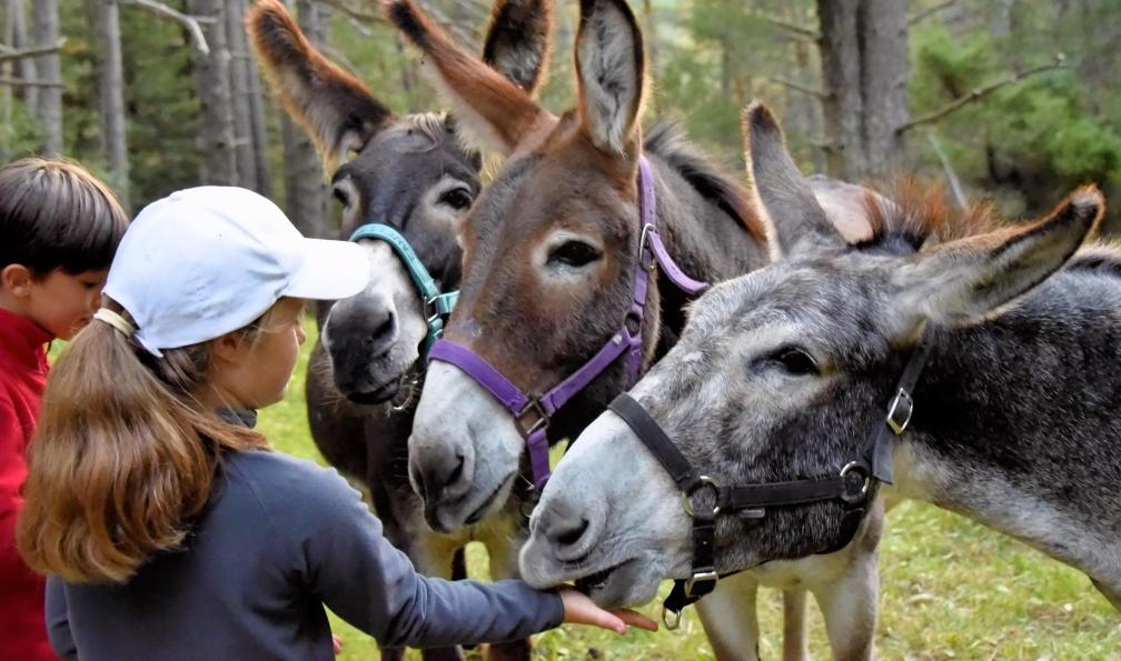 Vercors Escapade - Enfants auprès des ânes pendant une randonnée famille dans le Vercors, Alpes, France - Mon premier trek dans le Vercors avec un âne - 3