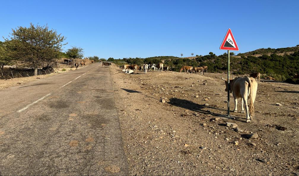 Cordonnier - Juliette - Genna Orruali, Sardaigne, Italie - La Sardaigne sauvage à vélo électrique - 4