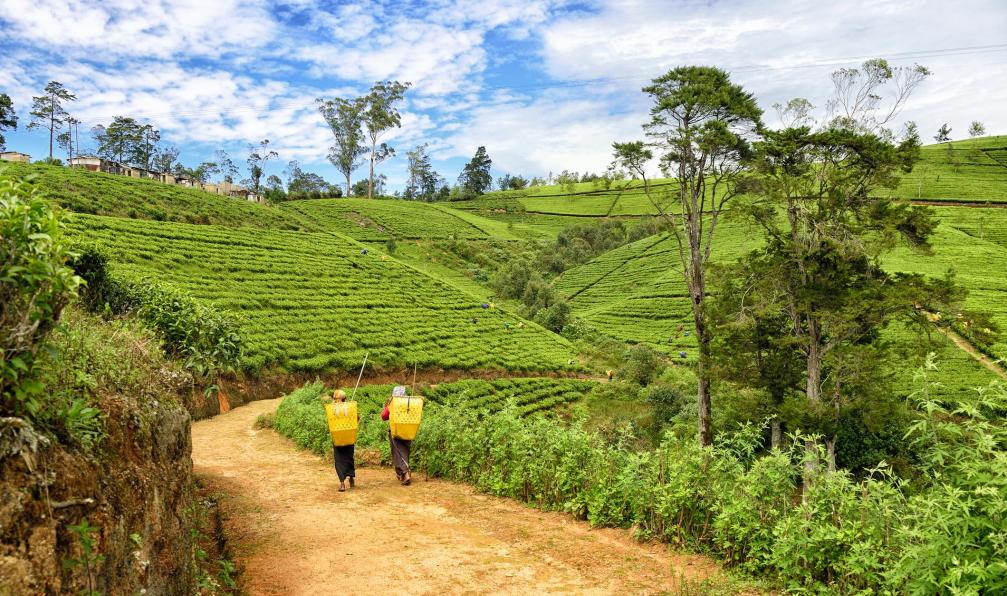 Image La traversée de l'île aux parfums