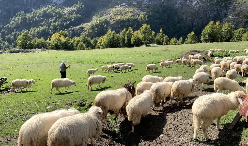 Thevenet - Nicolas - Fermière et son troupeau de moutons à Cerem, Albanie - Alpes albanaises, joyau caché des Balkans - 2
