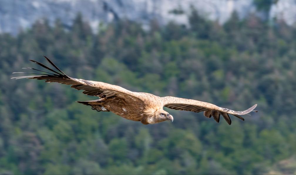 Serge - Adobe stock - Vautour dans les gorges du Verdon, France - Itinérance dans les gorges du Verdon - 3