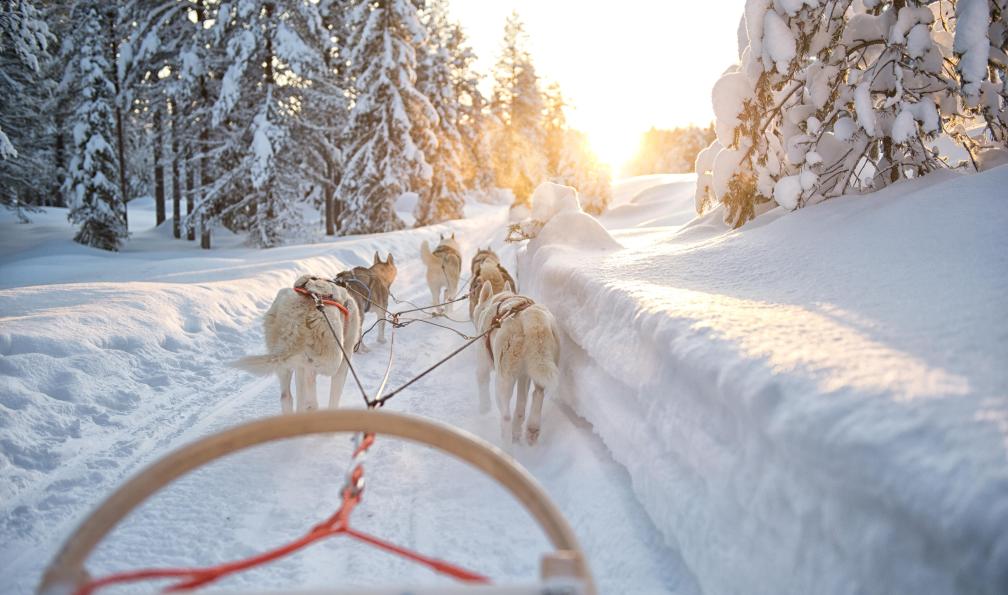 Rene - 588051538 - Adobe stock - Attelage de chiens de traineaux, Finlande. - Aventures givrées en Laponie - 1
