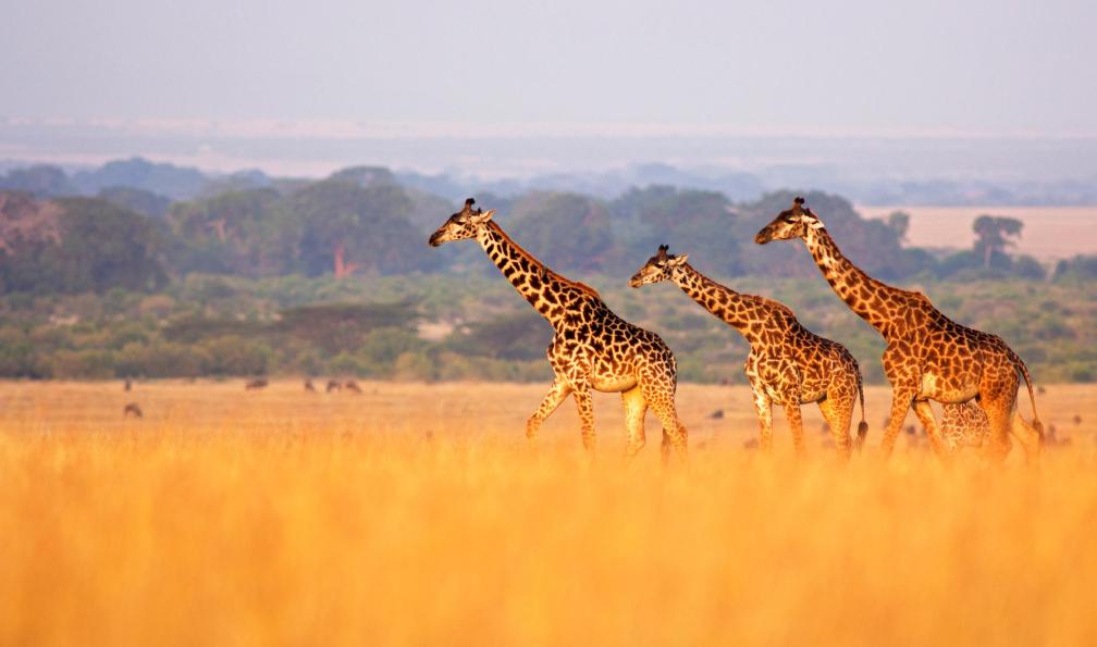 WLDavies -  Istock -  Girafes dans la savane, Tanzanie. - Objectif Kili et safaris de charme - 11