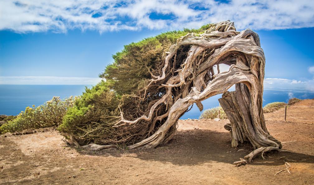 Neissl - stock.adobe.com - Genévrier courbé par le vent à El Hierro, îles Canaries, Espagne - El Hierro, île préservée - 5