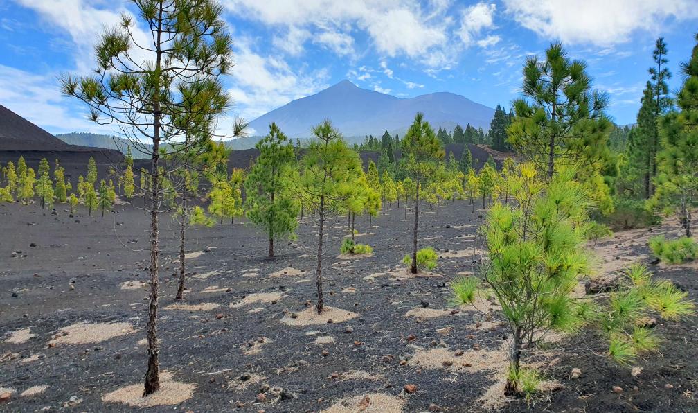 Noël - Célia - Sentier du volcan arenas negras avec vue sur le Teide, Tenerife, Espagne - Tenerife, à l'assaut du Teide - 9