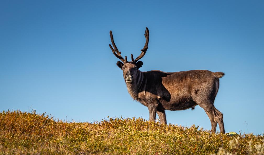 Surreal - Mundo - Adobe Stock - Photographie dun renne sauvage en Suède. - Trek sur la mythique Kungsleden - 9