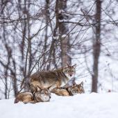 voyage canada hiver