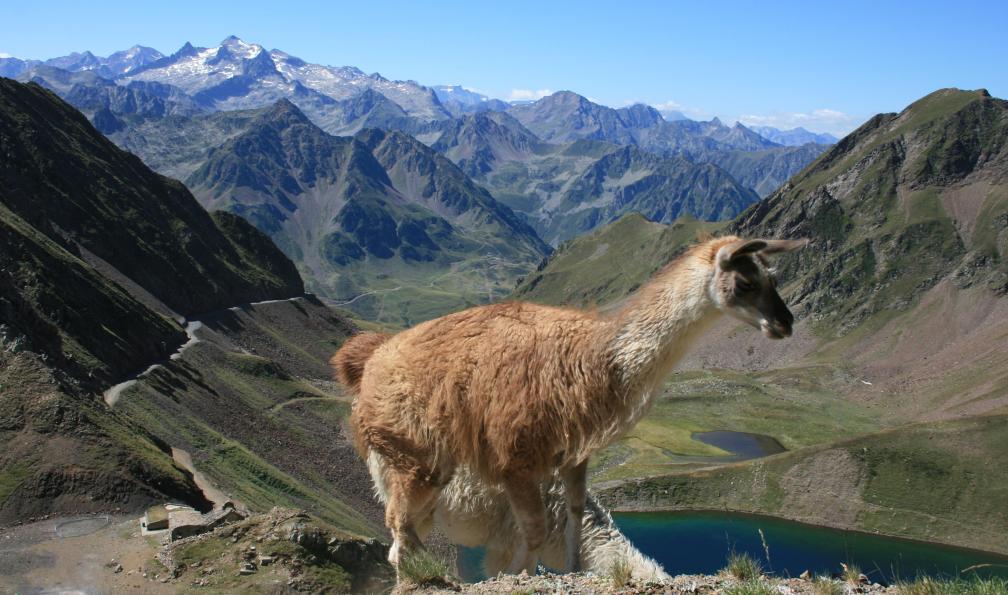 bobroy20 - Adobe stock - Un lama près de lac d'Oncet, Hautes-Pyrénées, France
 - Du Pic du Midi aux lacs du Néouvielle - 6