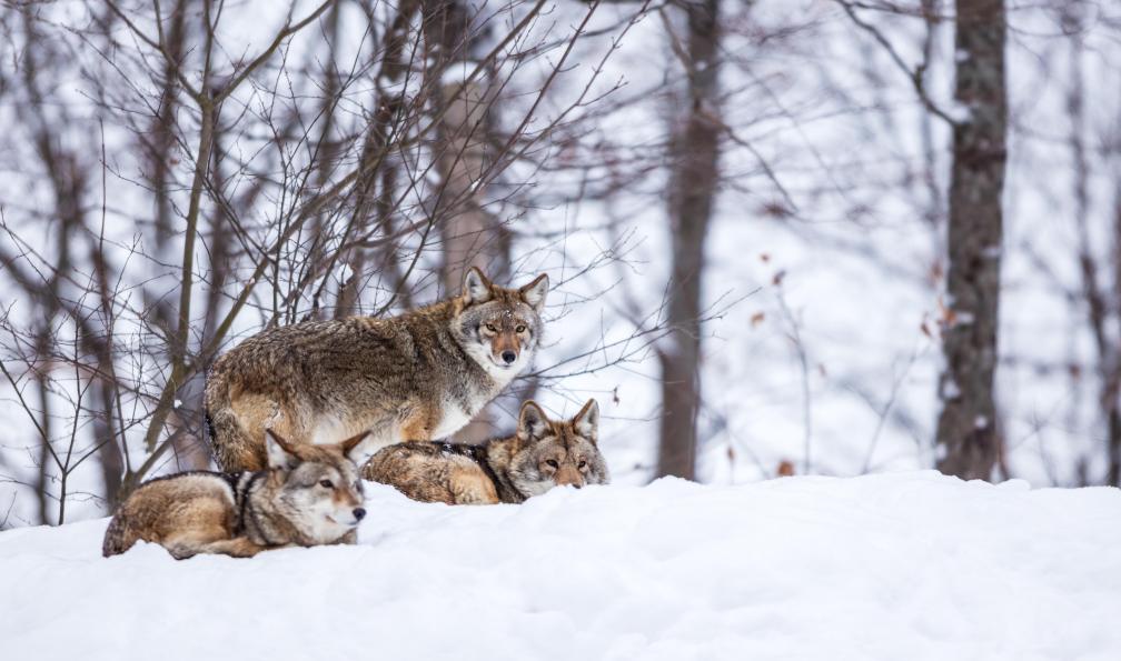 Entre chiens et loups au Québec