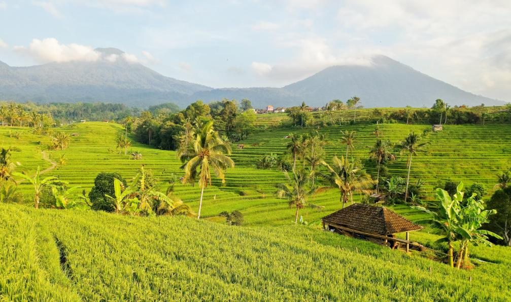 Crétois - Chloé - Rizière à Sidemen, Bali - Trois volcans et la mer turquoise - 3