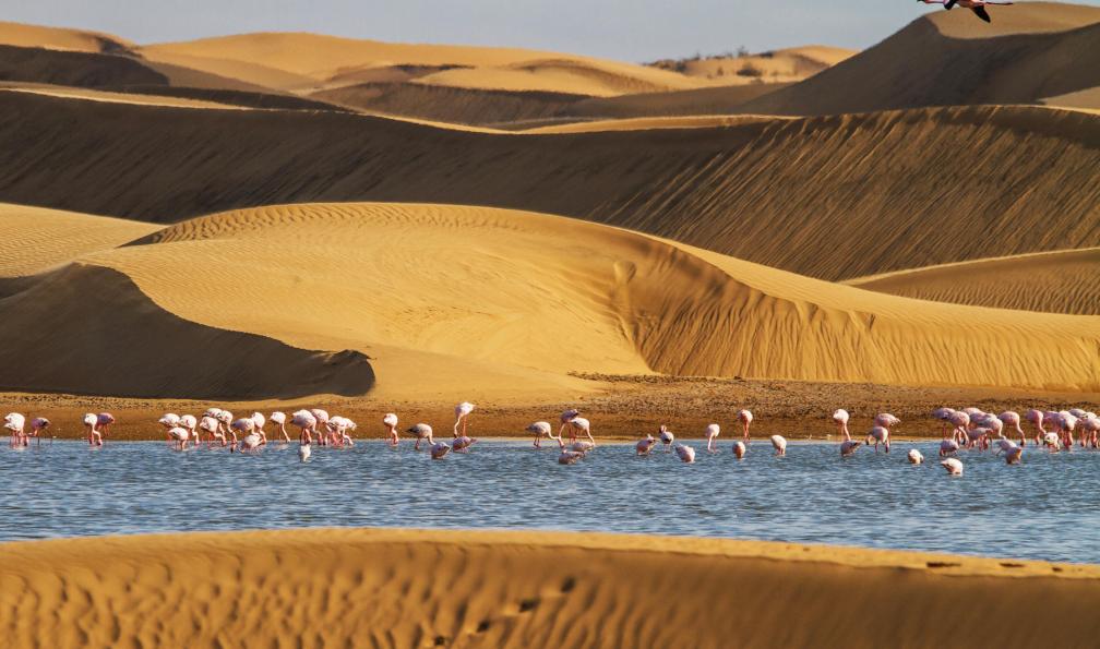 Bastian Sander  -  shutterstock -  Groupe de flamands rose dans un lagon à Walvis Bay, Namibie  - Les sentiers de la Voie lactée - 7