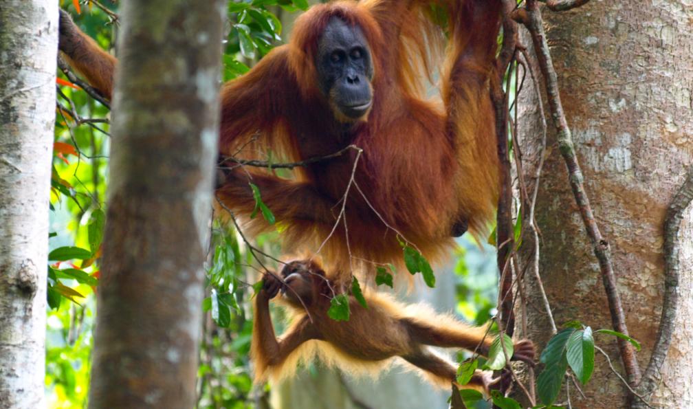 Orangs-outans, Bukit Lawang, Gunung Leuser, Sumatra, Indonésie. - Sumatra : Orang-Outan et volcan - 4