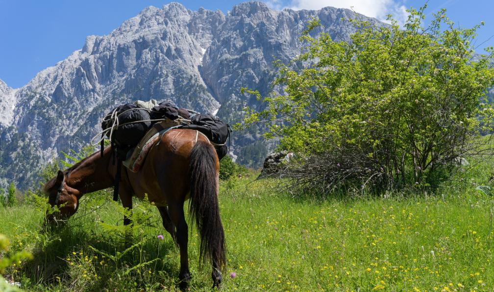 Stefan - Adobe stock - Cheval se reposant pendant une randonnée dans les Alpes albanaises - Alpes albanaises, joyau caché des Balkans - 3