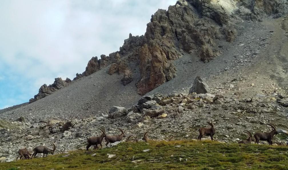 Wadbled -  Coralie -  Troupeau de bouquetins dans le vallons des Houerts, haute Ubaye, Alpes du Sud - Lacs et sommets des Alpes du Sud avec son chien - 3