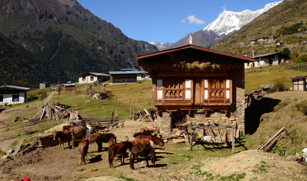 Maison et chevaux, trek de Laya au Chomolari, Bhoutan. - Voyage photo avec Mario Colonel: le Bhoutan  - 12