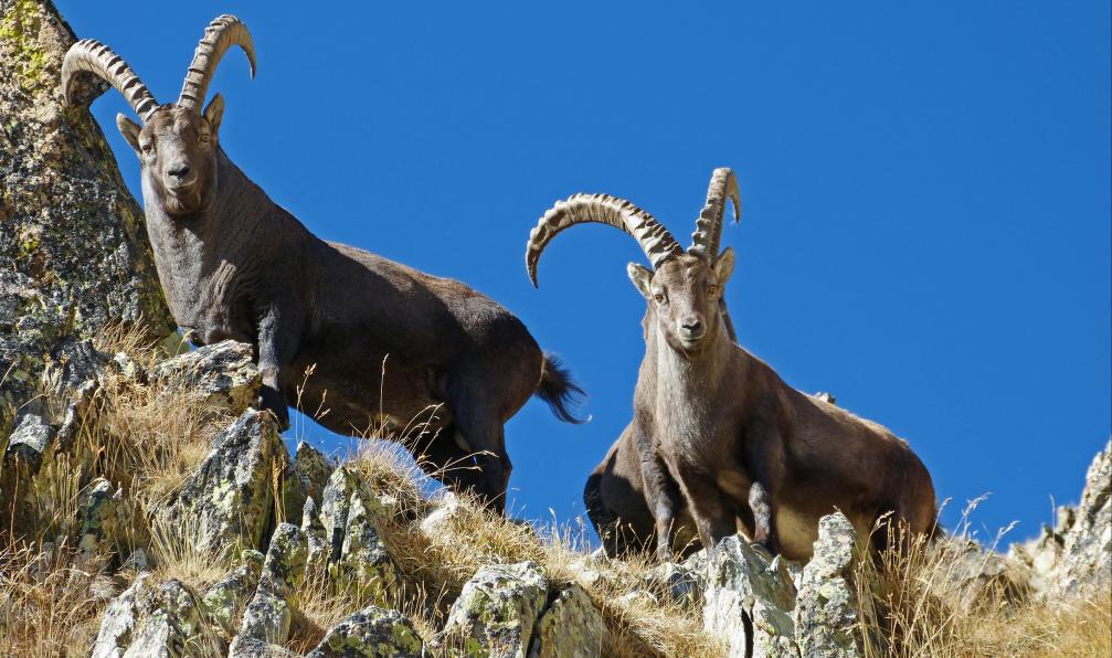 MALTHIEUX Laurent - Parc national du Mercantour - Bouquetin des Alpes, (Capra ibex), bouquetins mâles à l'Agnel, sur fond de ciel bien bleu, France - GTA : De Isola 2000 à Menton - 7