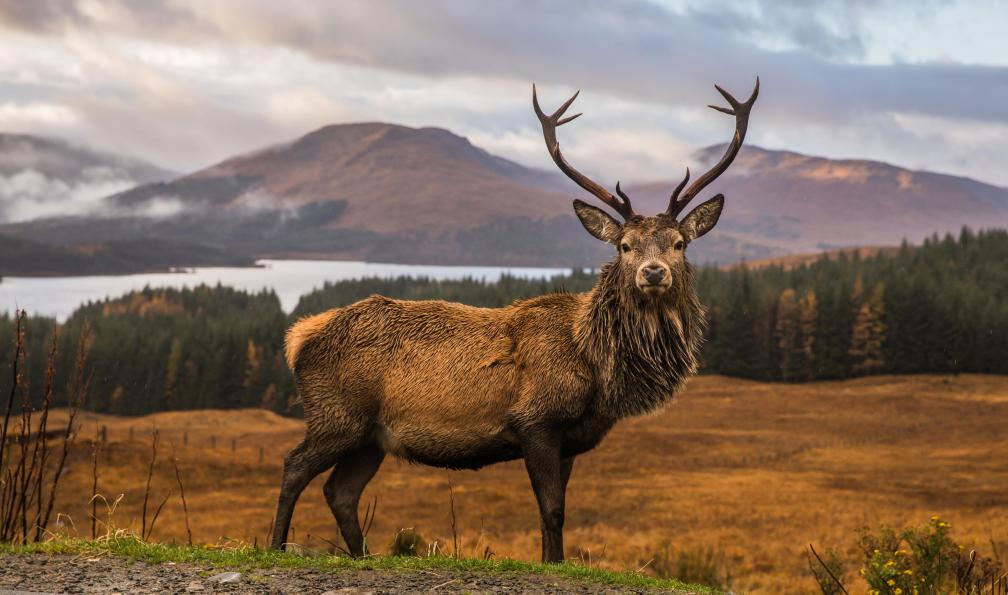 ANADMAN - Adobe stock - Cerf écossais libre et sauvage dans les Highlands, Ecosse, Royaume-Uni - North Coast 500, îles Orcades et Shetland - 3