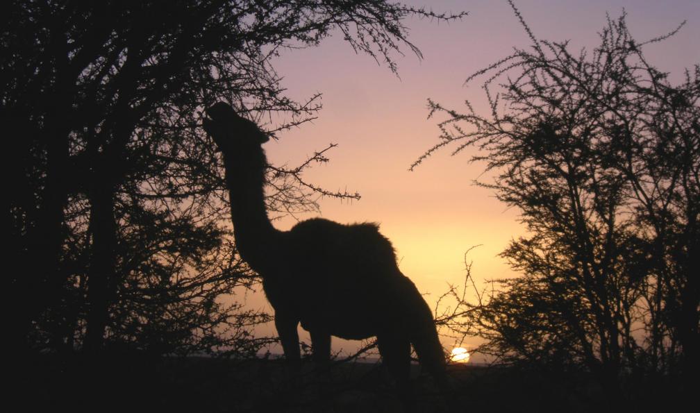 Dromadaire au coucher du soleil, Immidir, Algérie. - Rendez-vous à Essendilène - 4