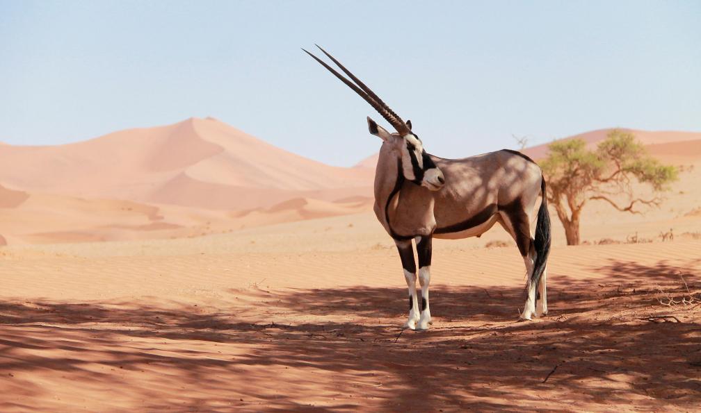 Pixabay - Oryx dans le désert de Namibie - Les sentiers de la Voie lactée - 8