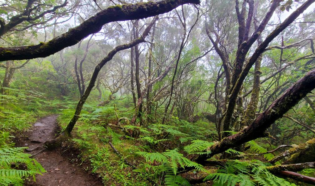 Davoine - Chloé - Sentier typique des forêts de Madère - Cap sur les hauteurs de Madère - 7