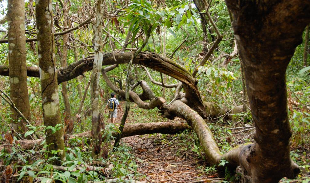 DESERT - Louis-Michel - Adobe stock - Randonneur dans la jungle parmi les arbres tombés sur le chemin du parc national Corcovado, Costa Rica - Des montagnes du quetzal au Corcovado - 7
