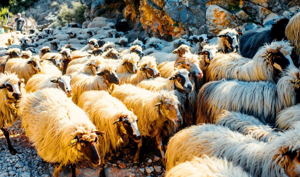 rh2010 - Adobe stock - Moutons dans les Balkans, Albanie - Le trek du High Scardus, légende des Balkans - 5