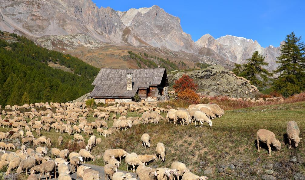 Cappelli - Christophe - Adobe stock - Un troupeau de moutons dans la vallée de la Clarée au-dessus du village de Névache, Hautes Alpes (Alpes du Sud françaises), France, avec des couleurs d'automne et un chalet traditionnel en bois (cabane de montagne) - Queyras, l'été indien - 6