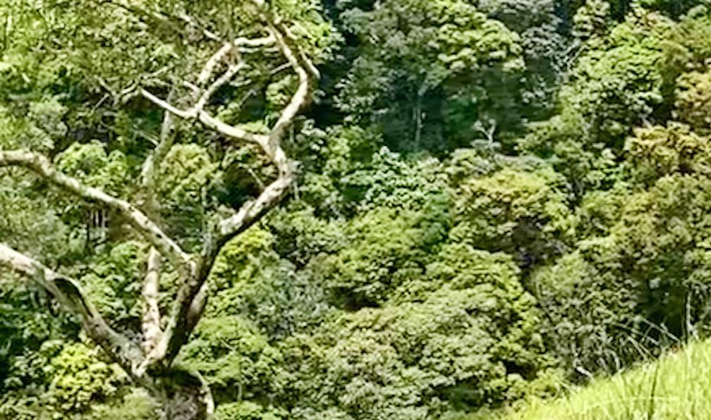 Lacombe - Céline - Randonnée en famille dans les montagnes secrètes du Sri Lanka. - Chemins d'été au Sri Lanka - 6