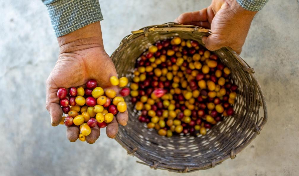 Alexandre - Adobe stock - Agriculteur montrant sa récolte de fruits de café biologique jaune et rouge à Coroico, Bolivie - De la cordillère Royale au Sud-Lípez - 8