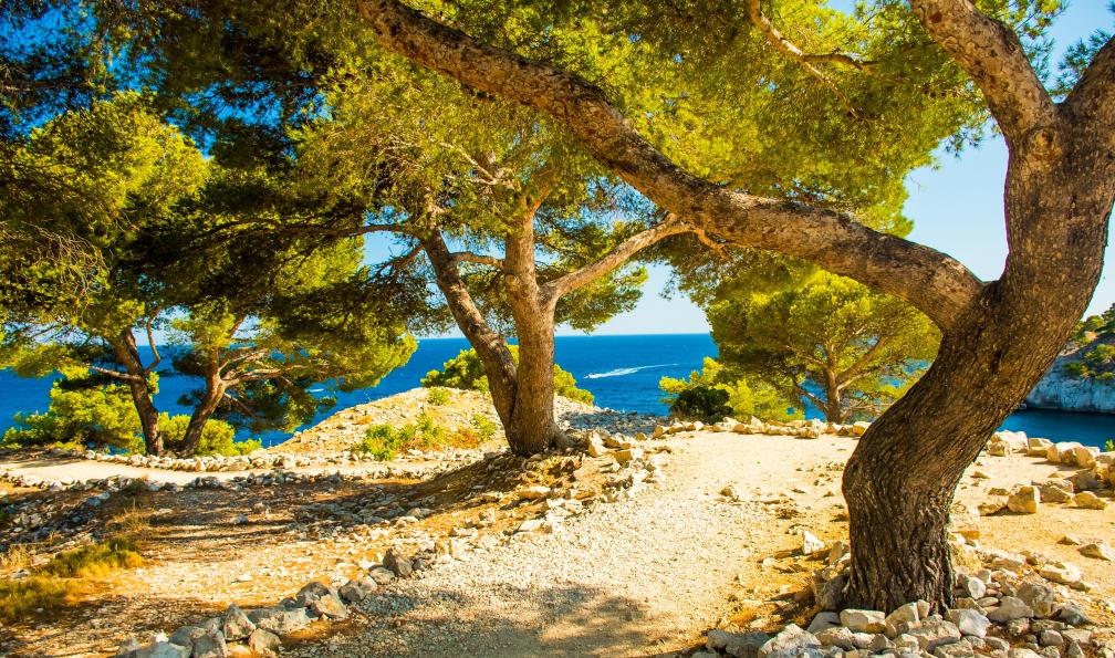pszabo - Adobe stock - Pins et sentier dans les calanques de Port Miou près de Cassis, France - Découverte des Calanques de Marseille et Cassis - 13